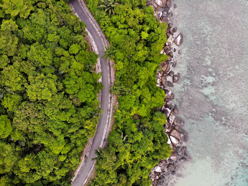 trees near ocean