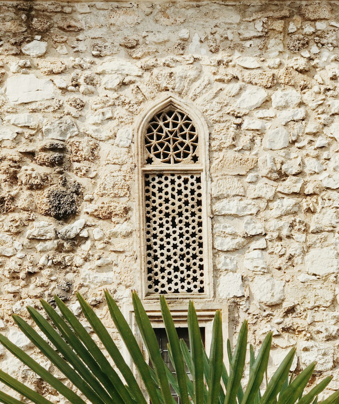 green-leafed plant beside wall