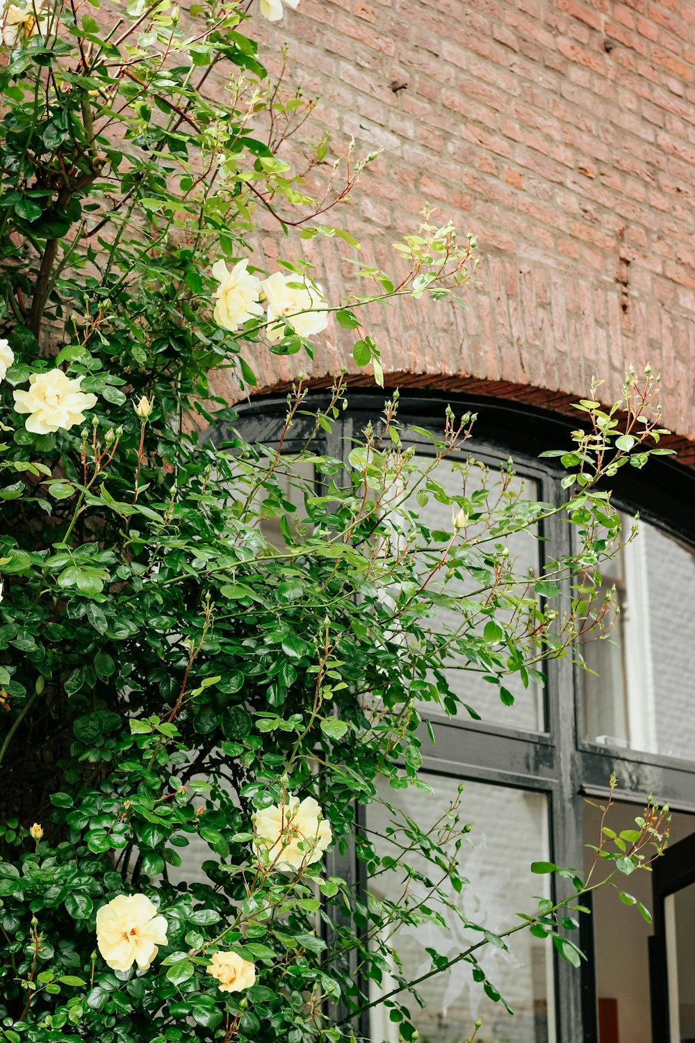 white petaled flower