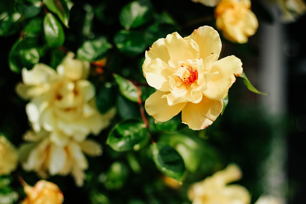 yellow flower at bloom