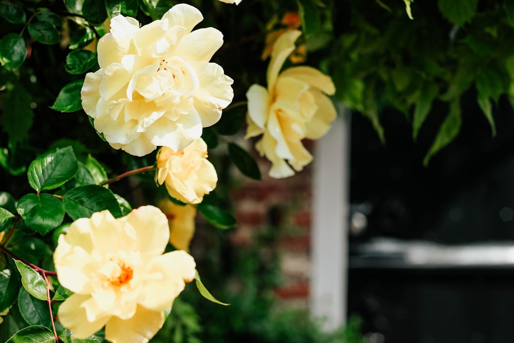 yellow petaled flower