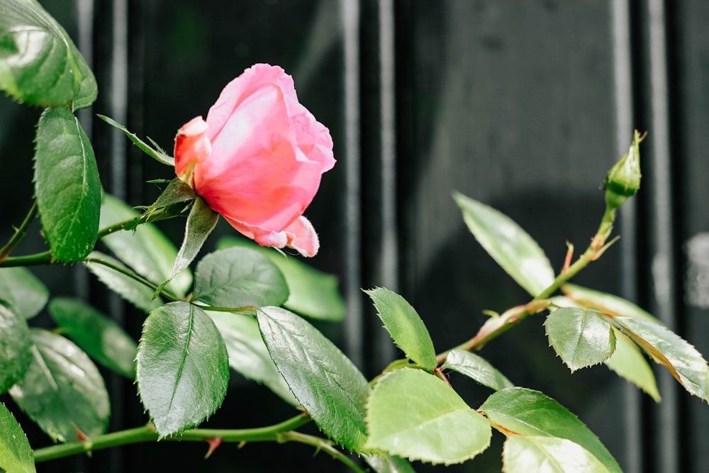 pink rose flower