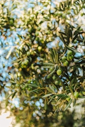 selective focus photography of fruits