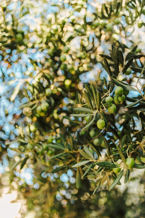 selective focus photography of fruits