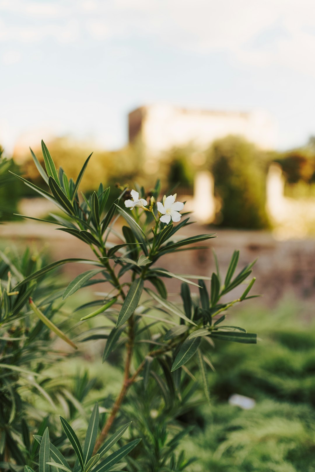 two white flowers blooming on plant branch