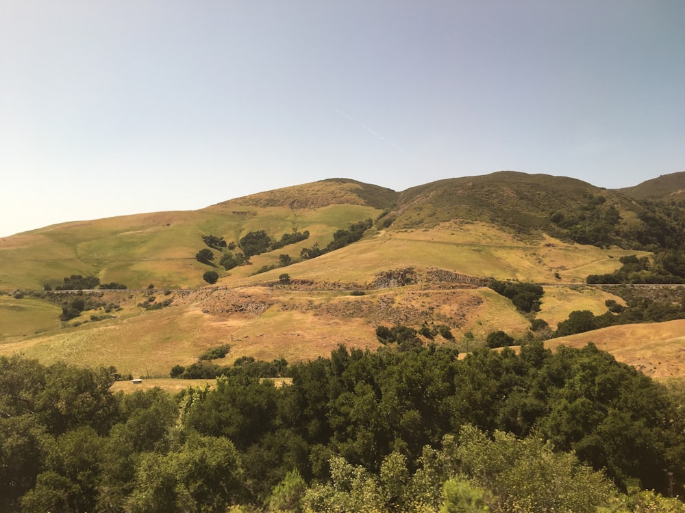 green open field viewing mountain with tall trees