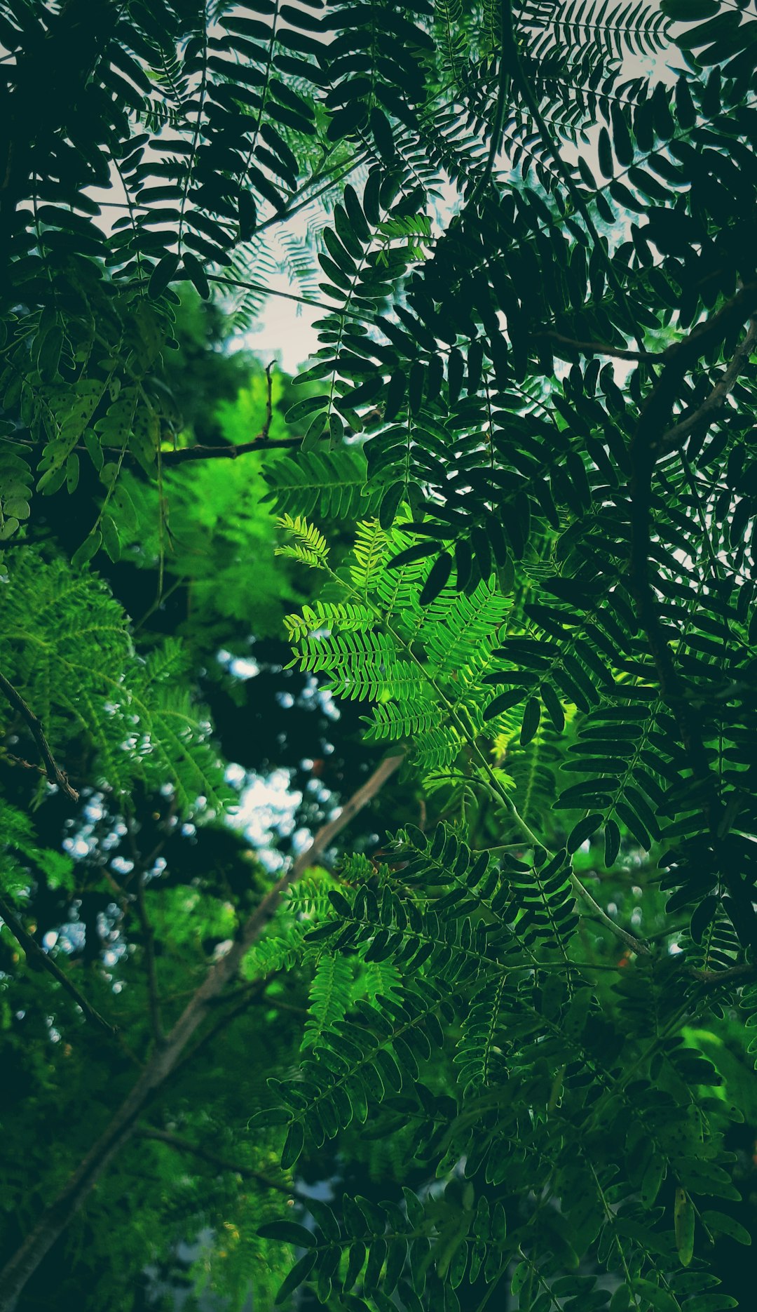 Jungle photo spot Ramakrishna Plaza India