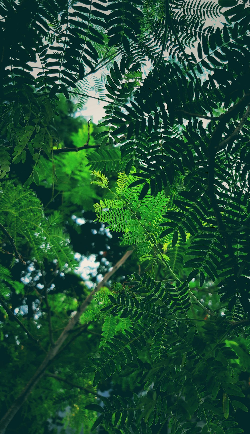 緑の葉の木