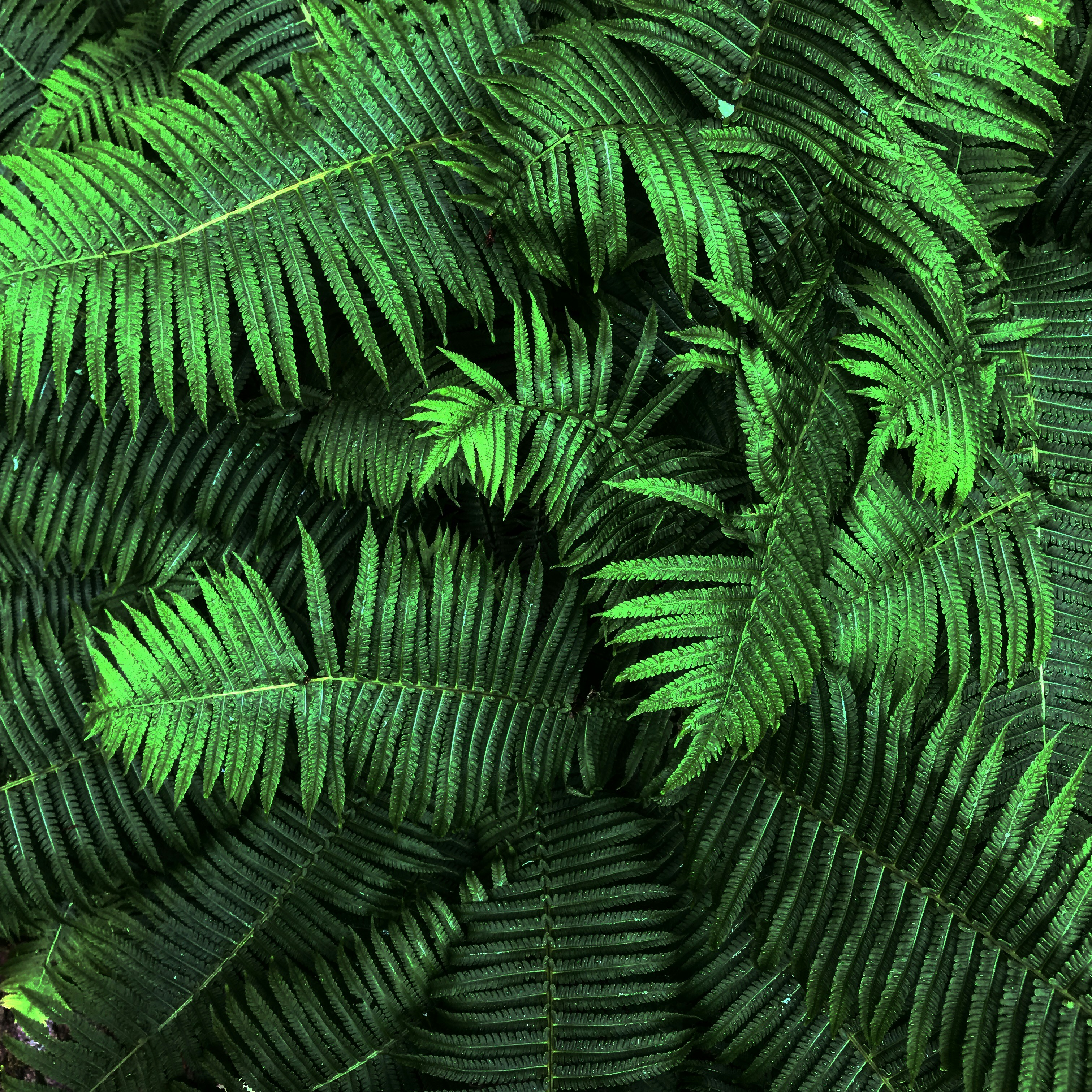 Photo by olhasumnikova