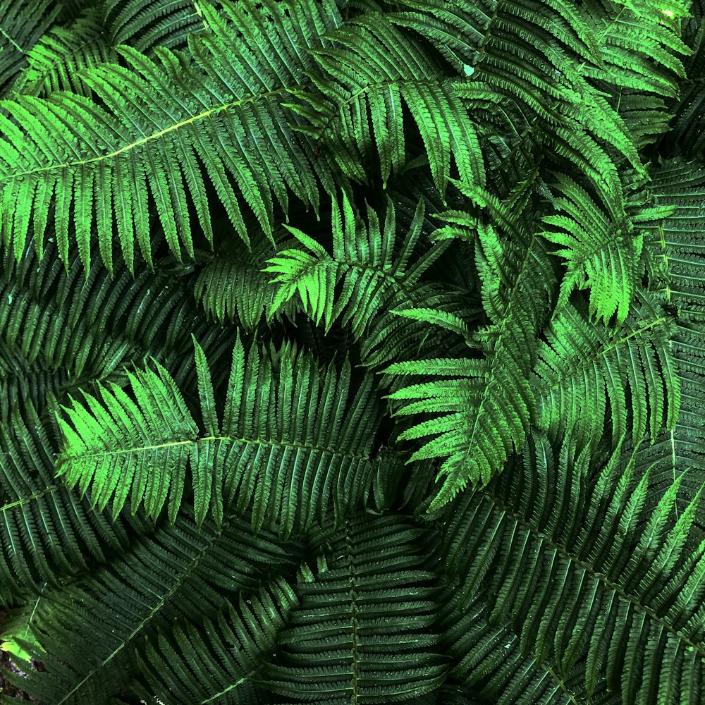 green fern plants