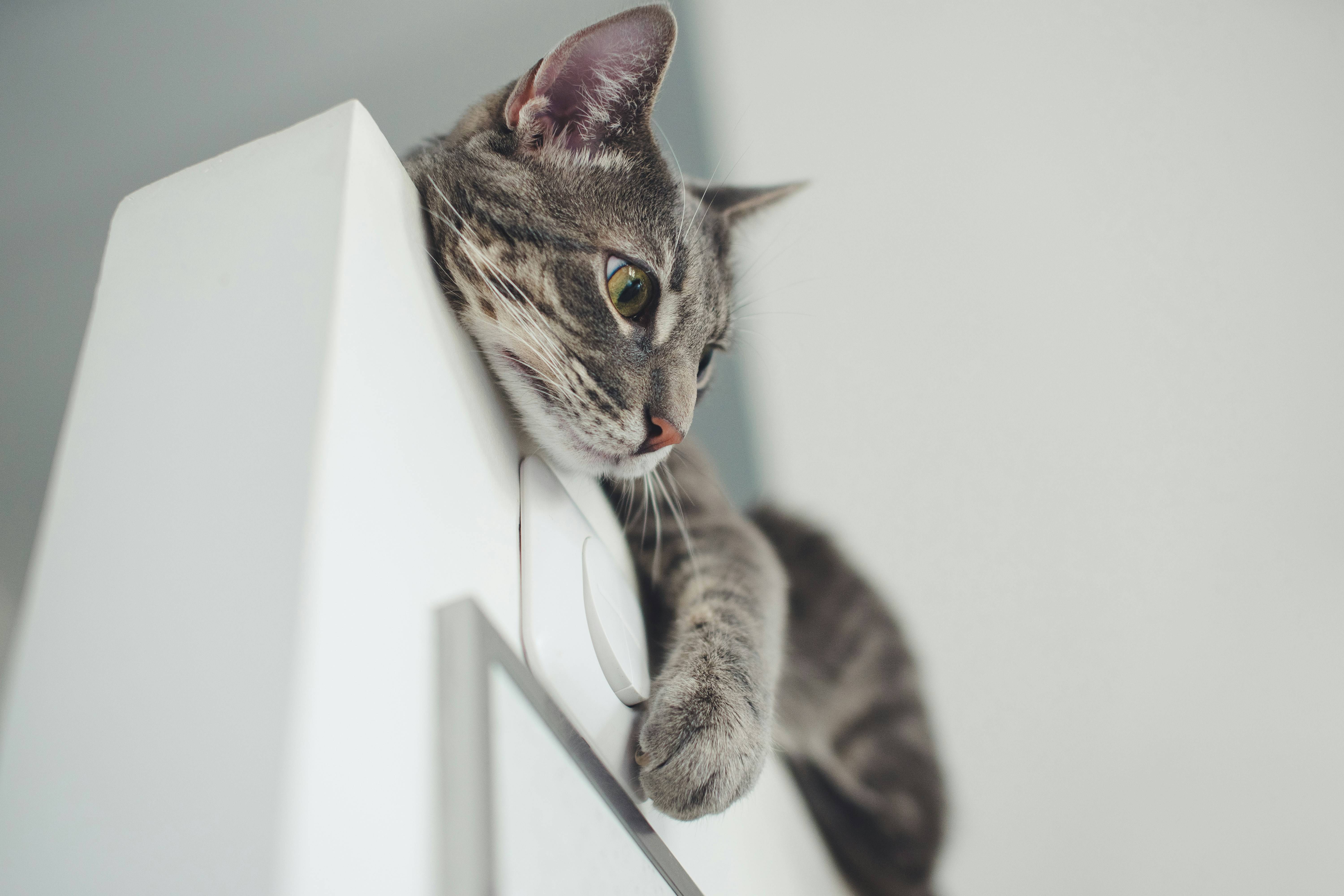 gray cat on white wall