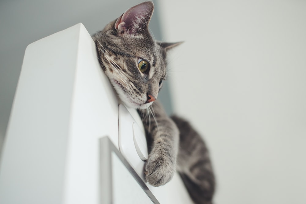 gray cat on white wall