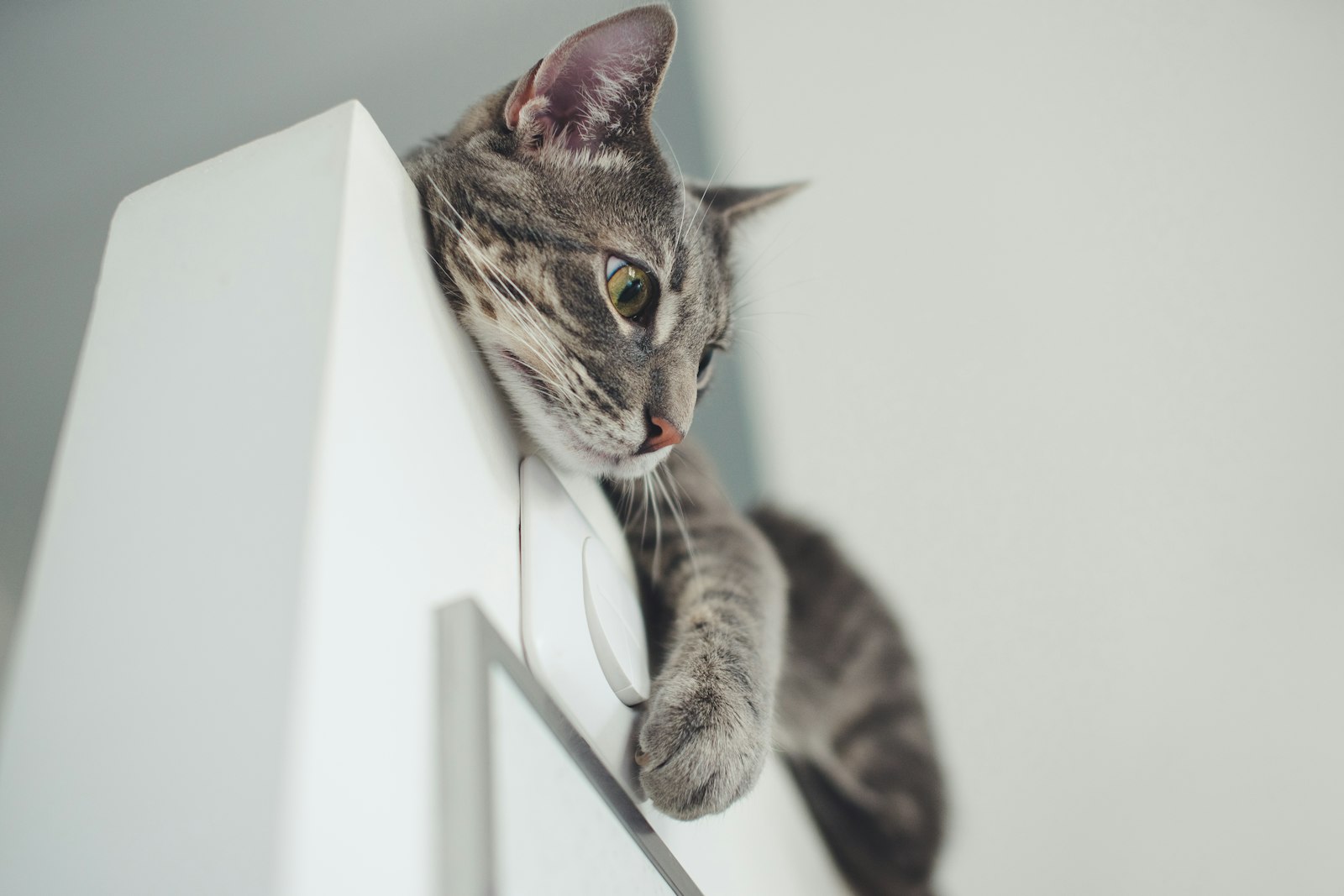 Sony a7 II + Sigma 50mm F1.4 EX DG HSM sample photo. Gray cat on white photography