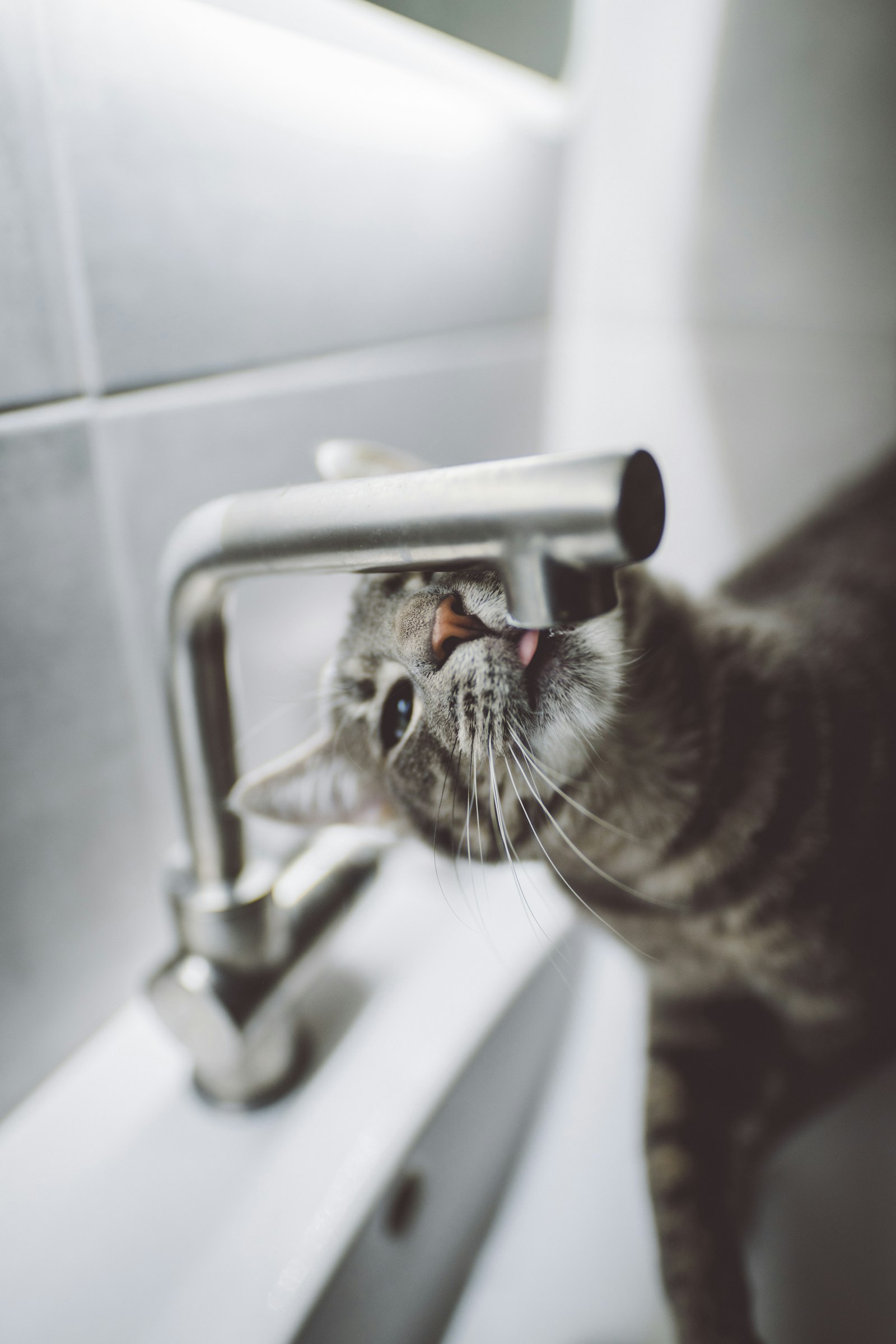 Canon 20mm F1.4 DG HSM | Art 015 sample photo. Cat licking faucet in photography