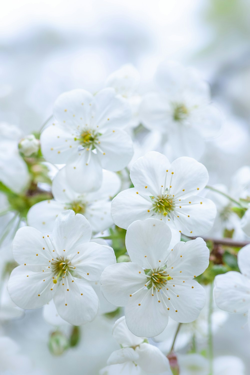 blooming white cherry blossoms