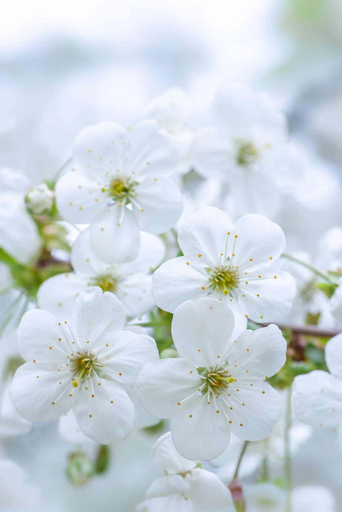 Bunga sakura putih yang sedang mekar.