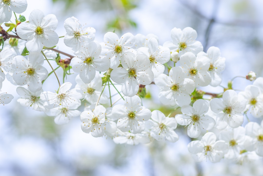 white flowers