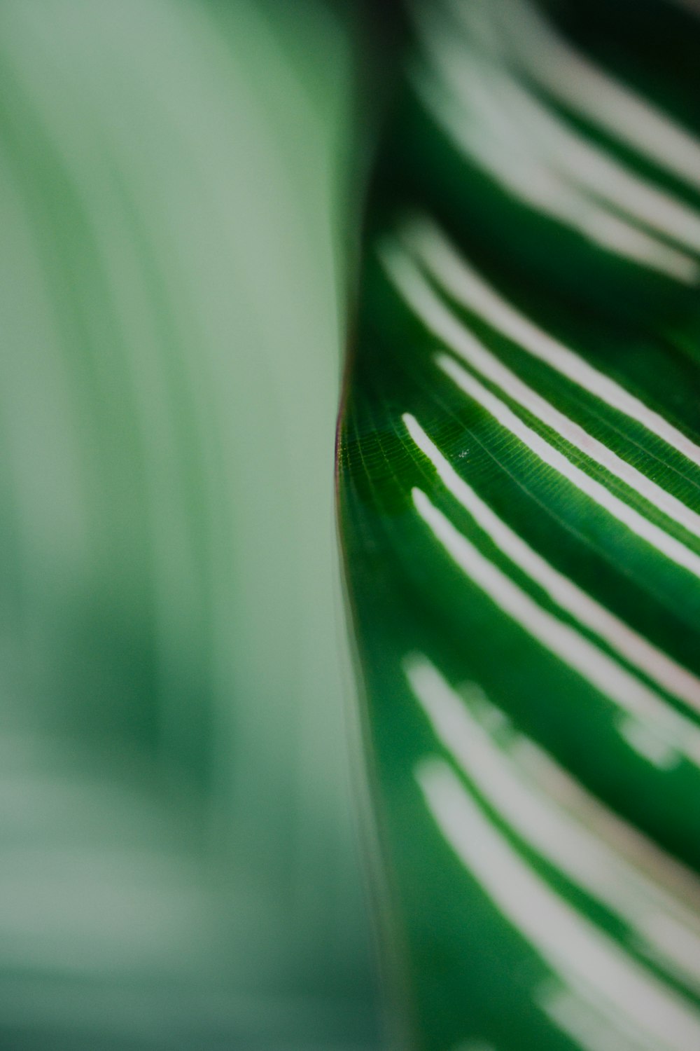a close up of a green and white vase