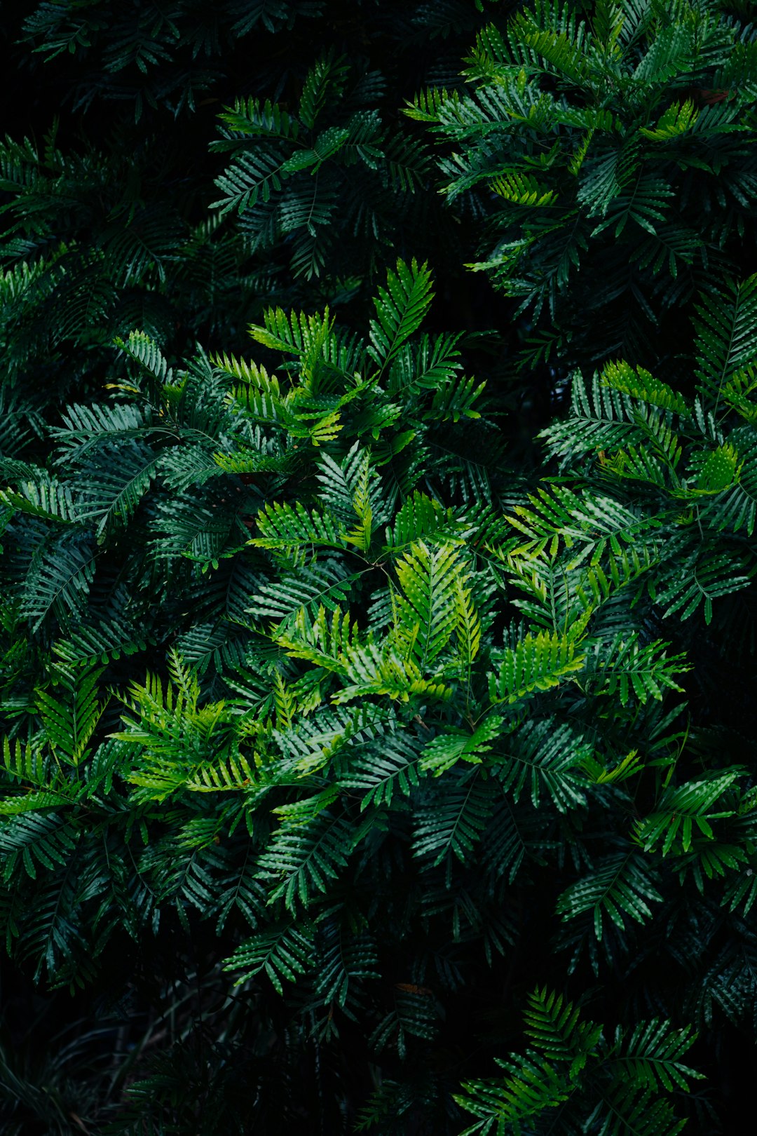 high-angle photography of green linear leafed plant