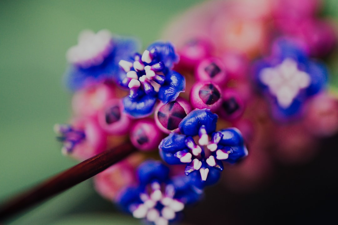 blue and pink flower buds