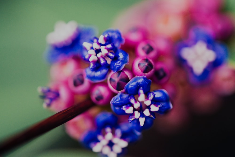 blue and pink flower buds