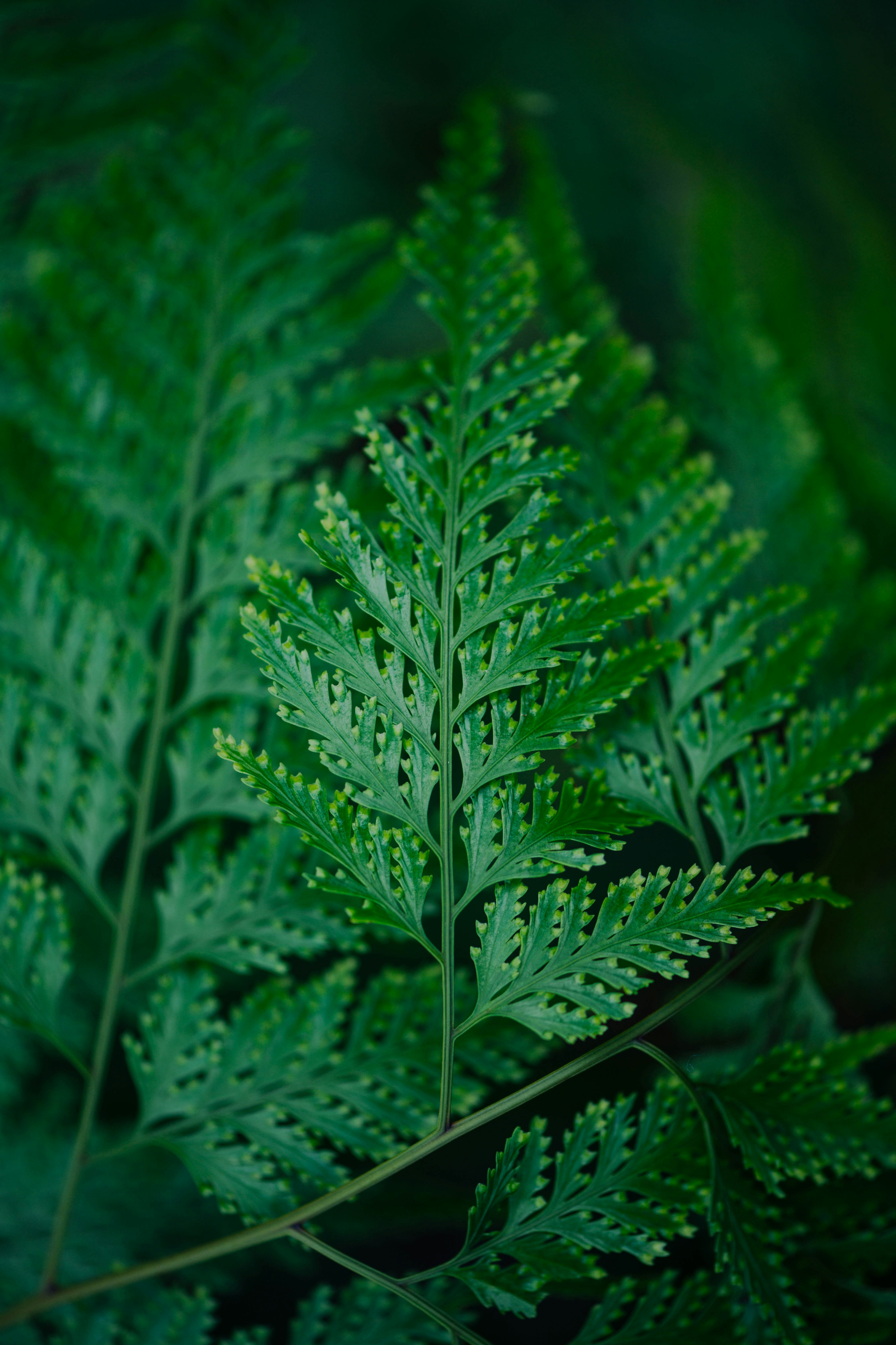 green ferns photo Free Plant Image on Unsplash