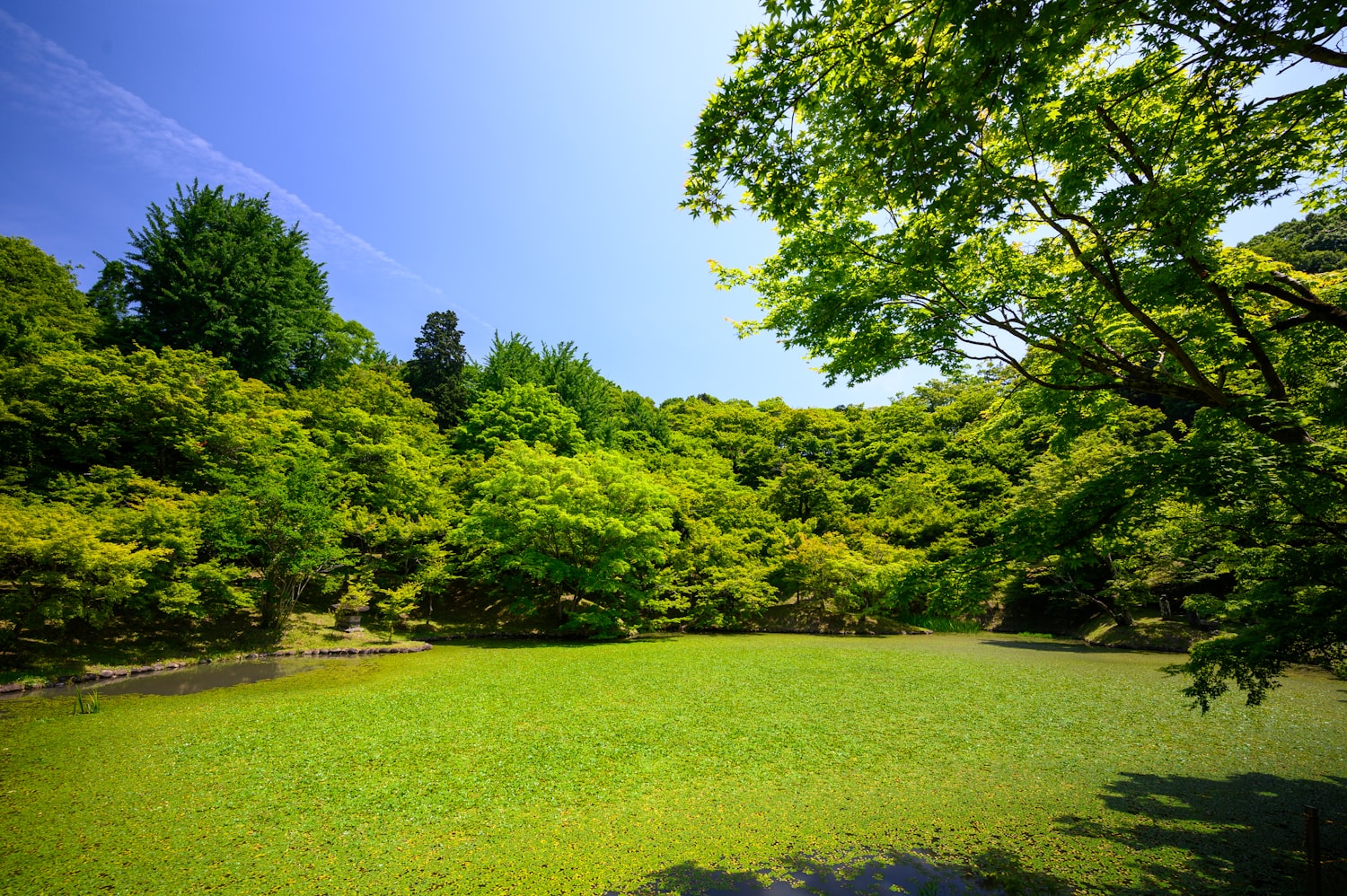 grass field with trees during daytime by Kouji Tsuru