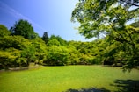 grass field with trees during daytime