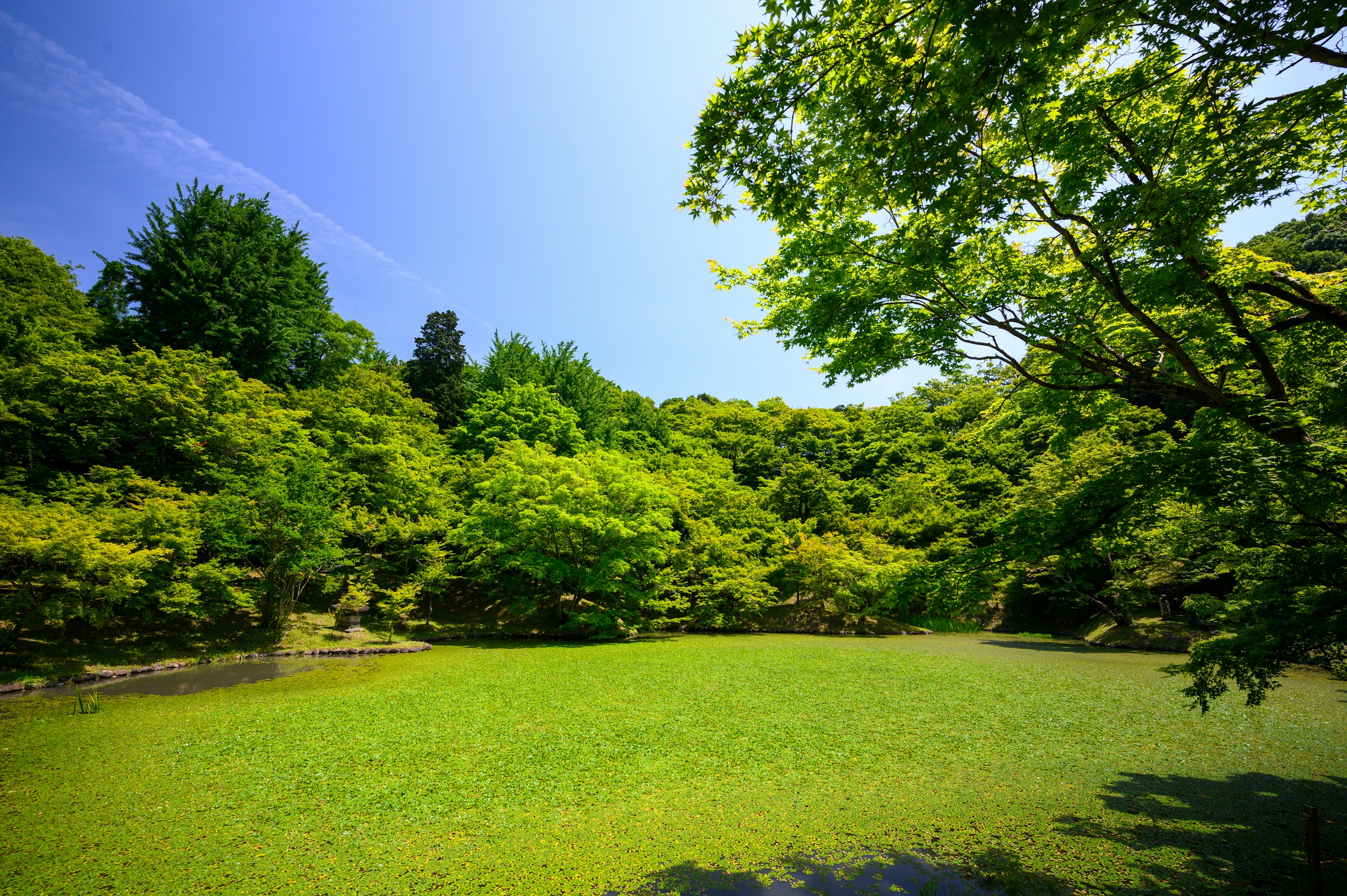 grass field with trees during daytime