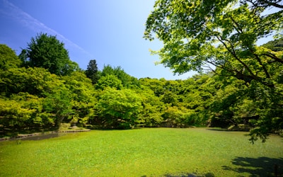 grass field with trees during daytime