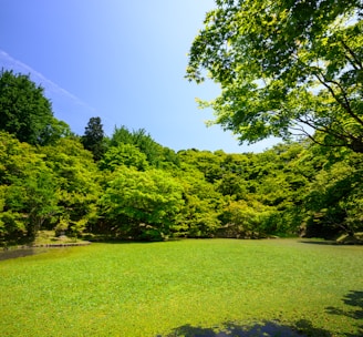 grass field with trees during daytime