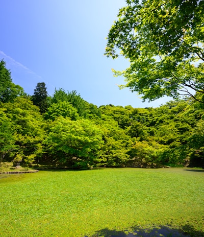 grass field with trees during daytime