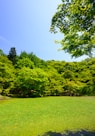 grass field with trees during daytime