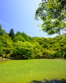 grass field with trees during daytime