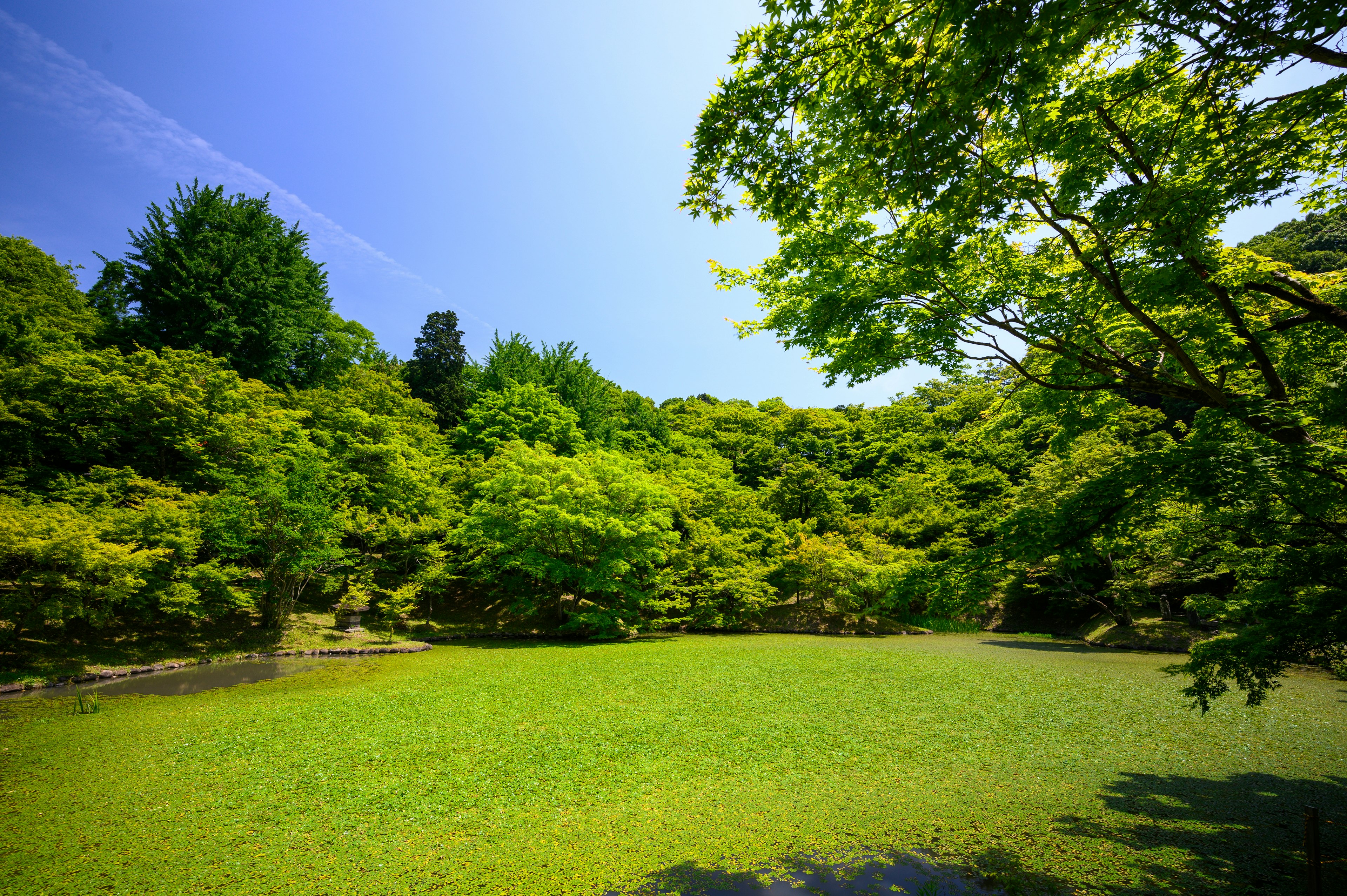 Green lawn