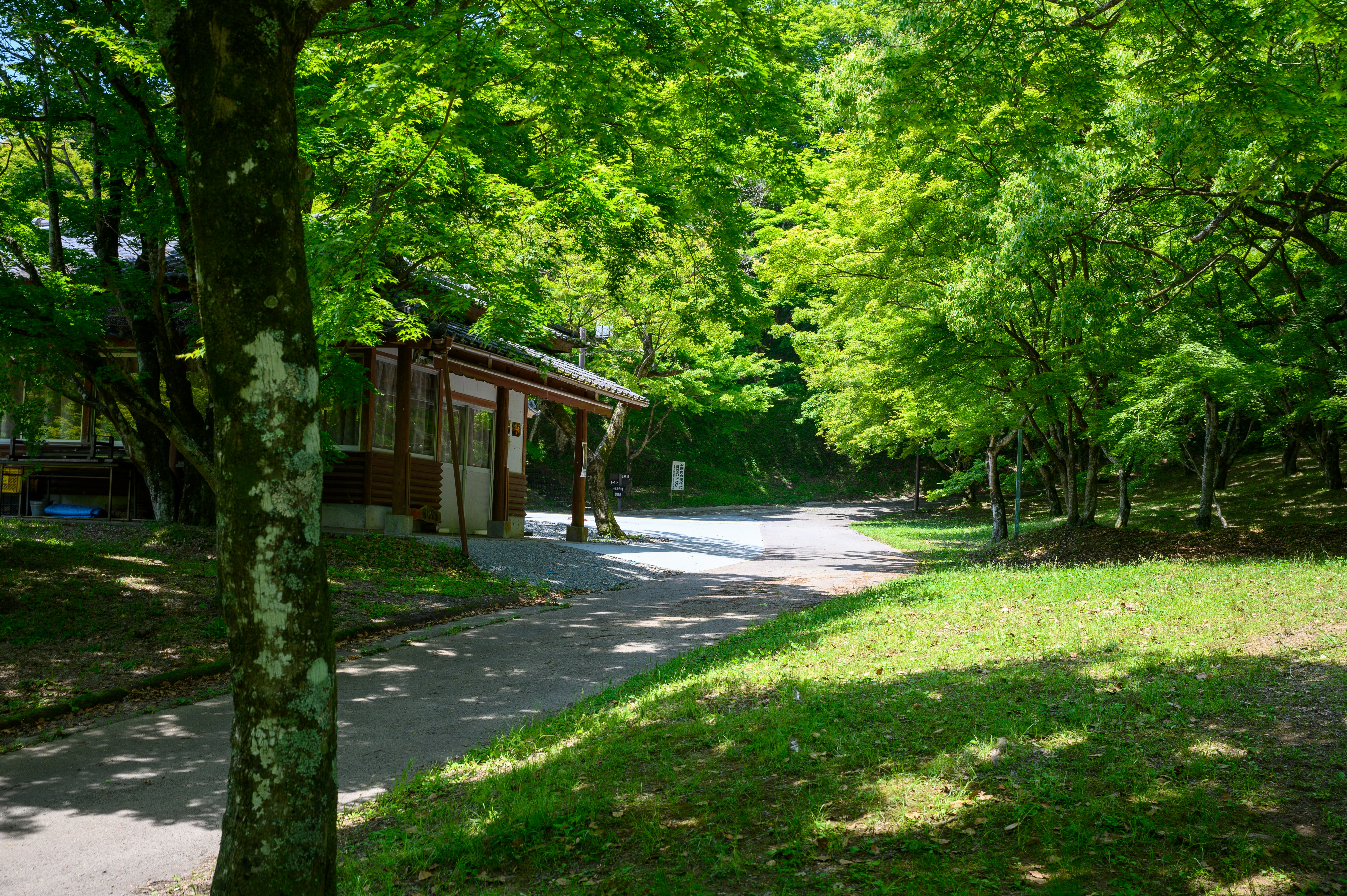 brown house under trees