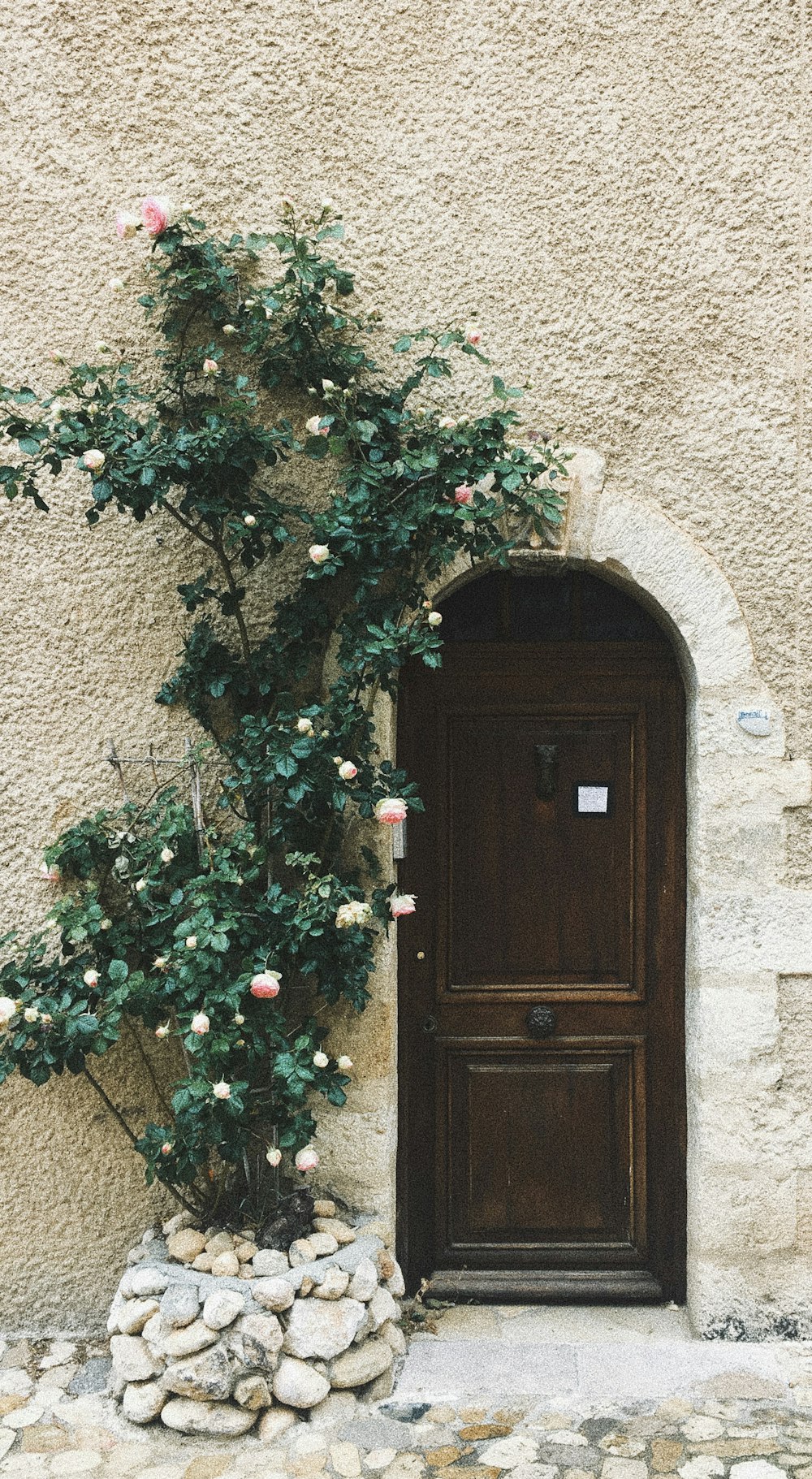 fiori di ibisco rosa vicino alla porta di legno marrone chiusa