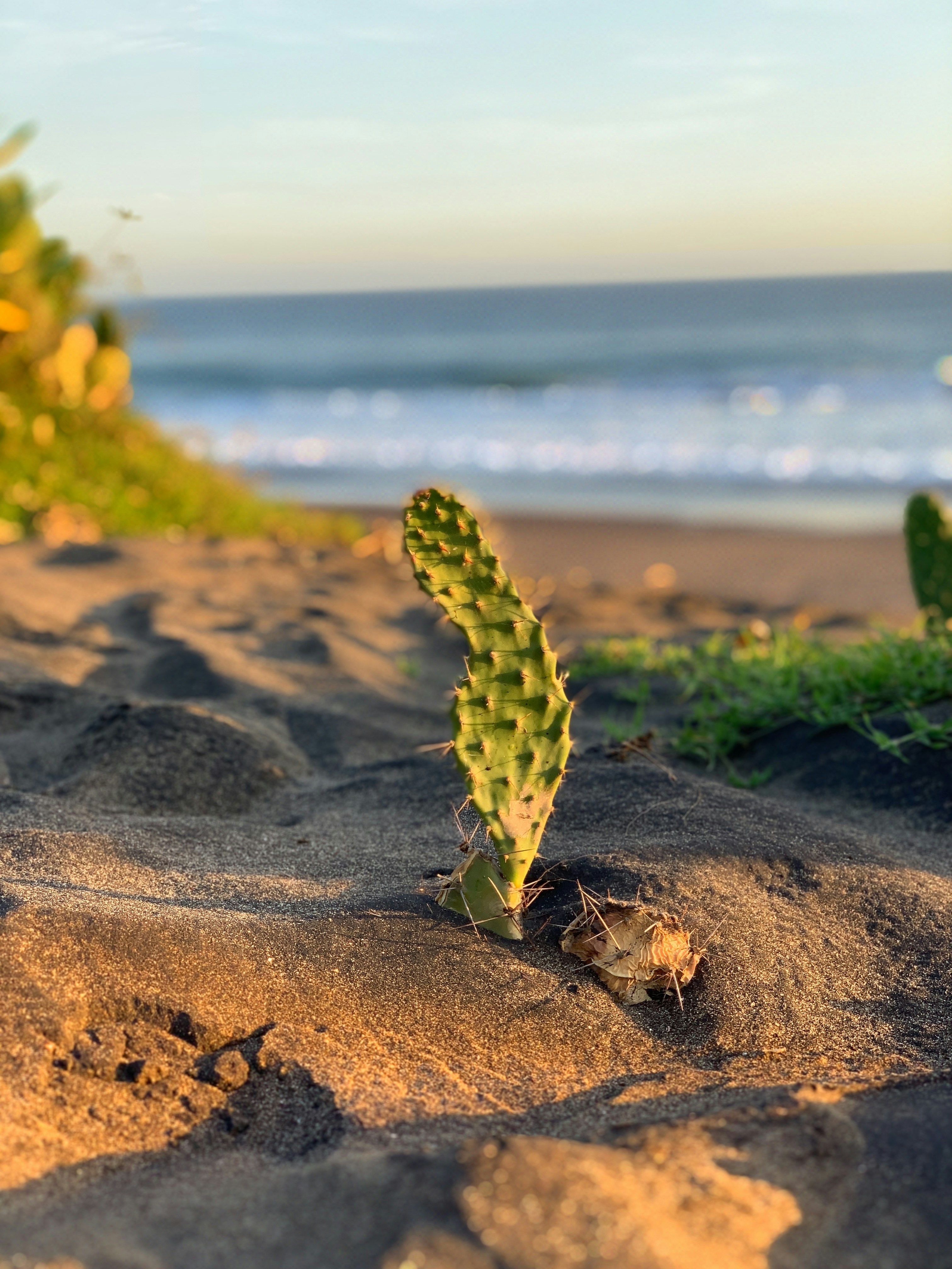 Selective Focus Photography Of Cactus Plant Photo Free Ground Image On Unsplash