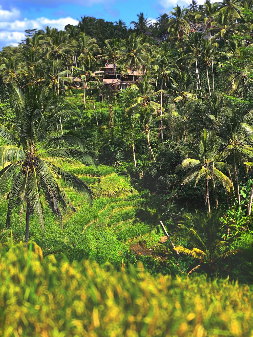 high-angle photography of coconut trees