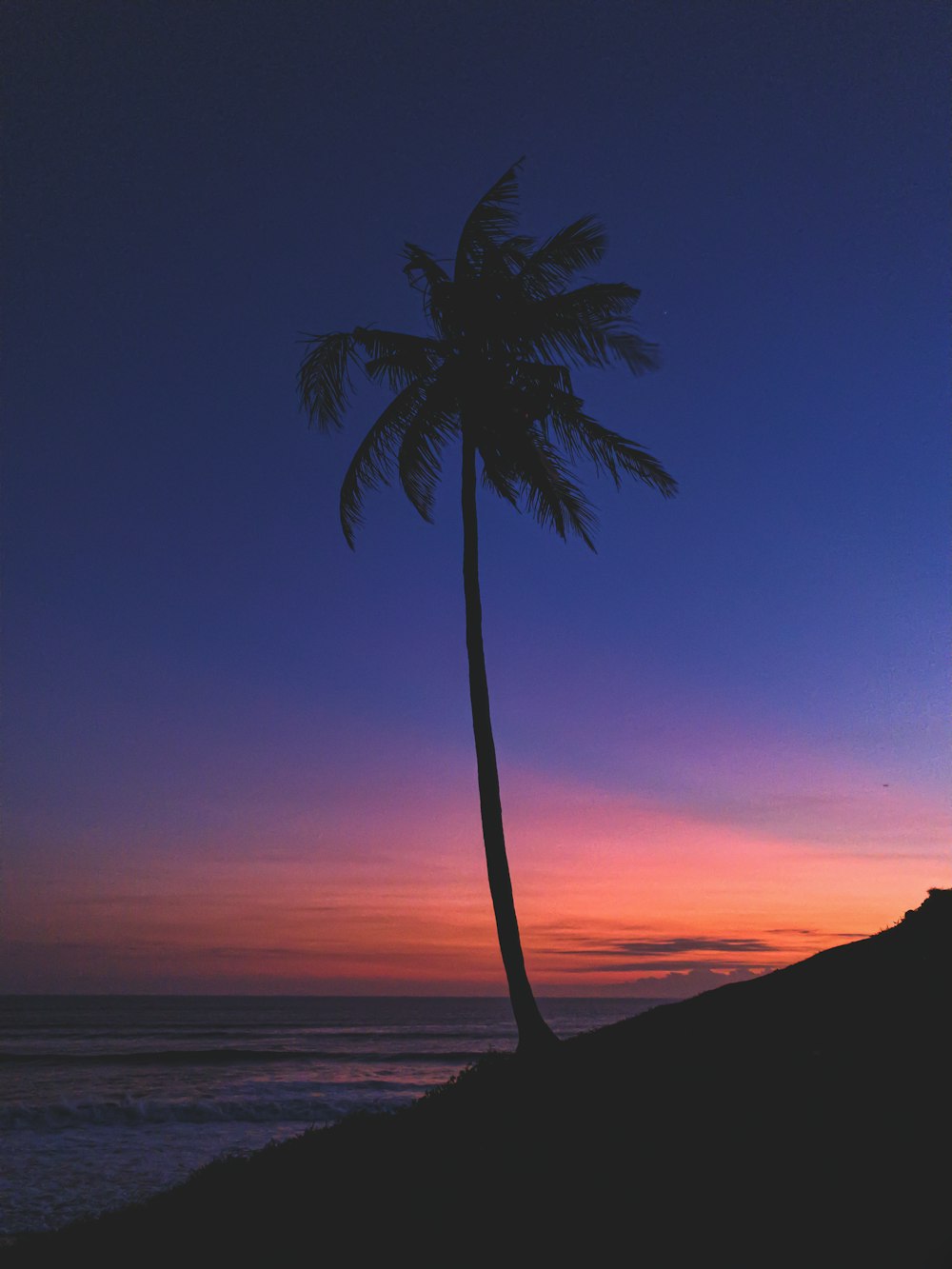 silhouette of coconut tree