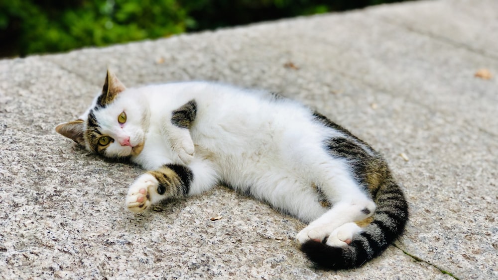 short-fur white cat on gray concrete road