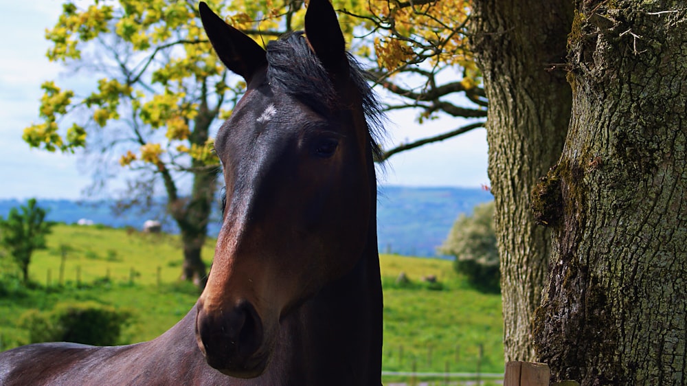 horse standing beside tree