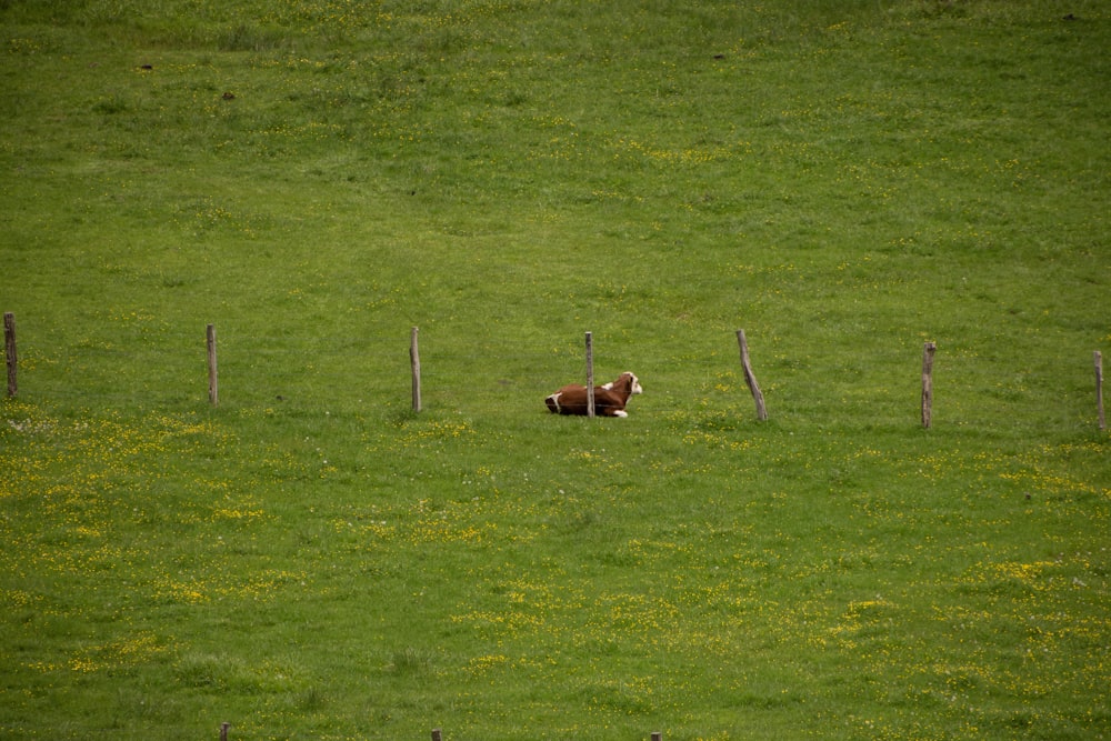 short-coated brown and white dog on green open field