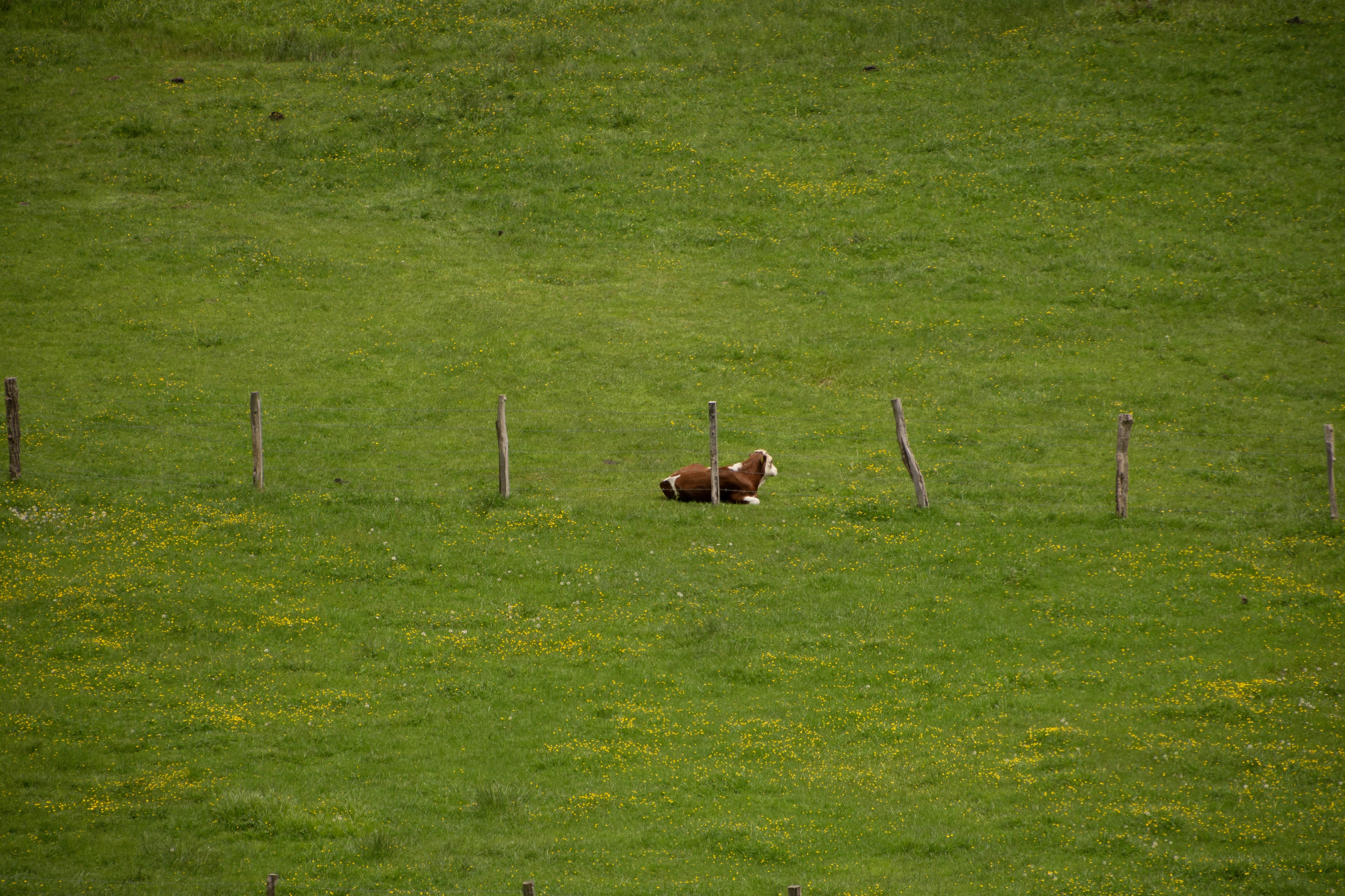 short-coated brown and white dog on green open field