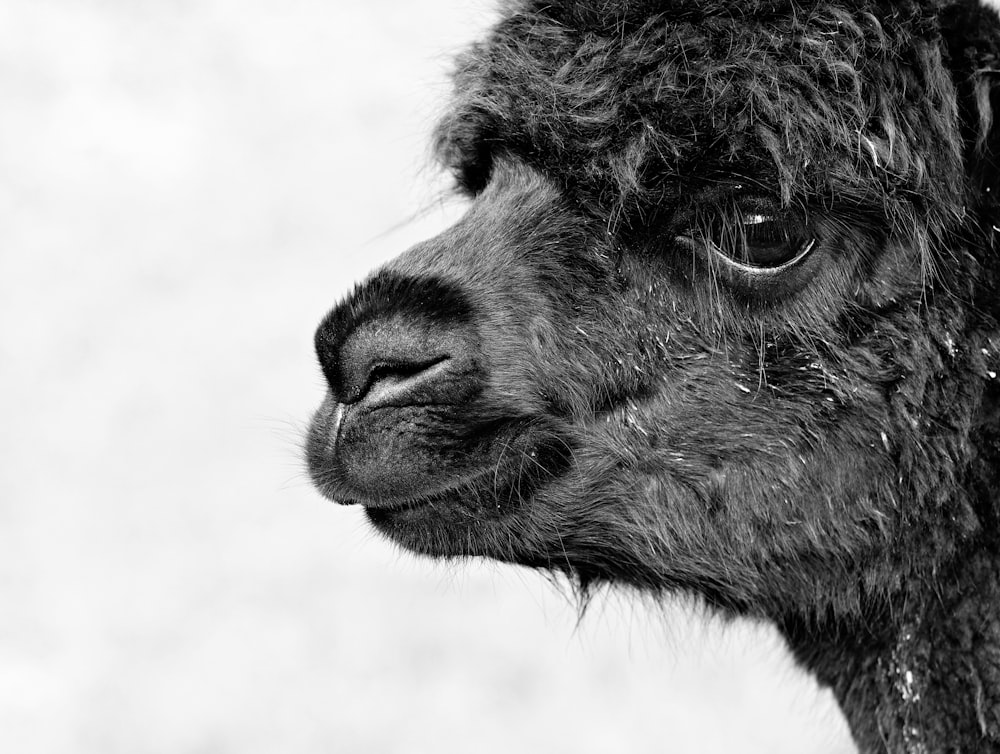 black llama