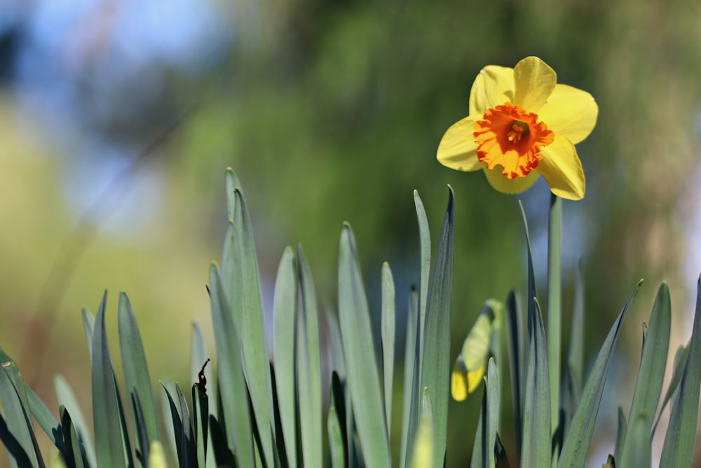 Jonquilles jaunes avec plante