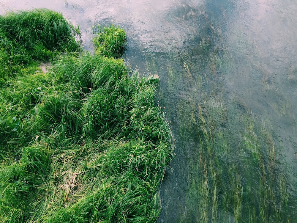 Vista aérea de un arbusto verde junto al cuerpo de agua