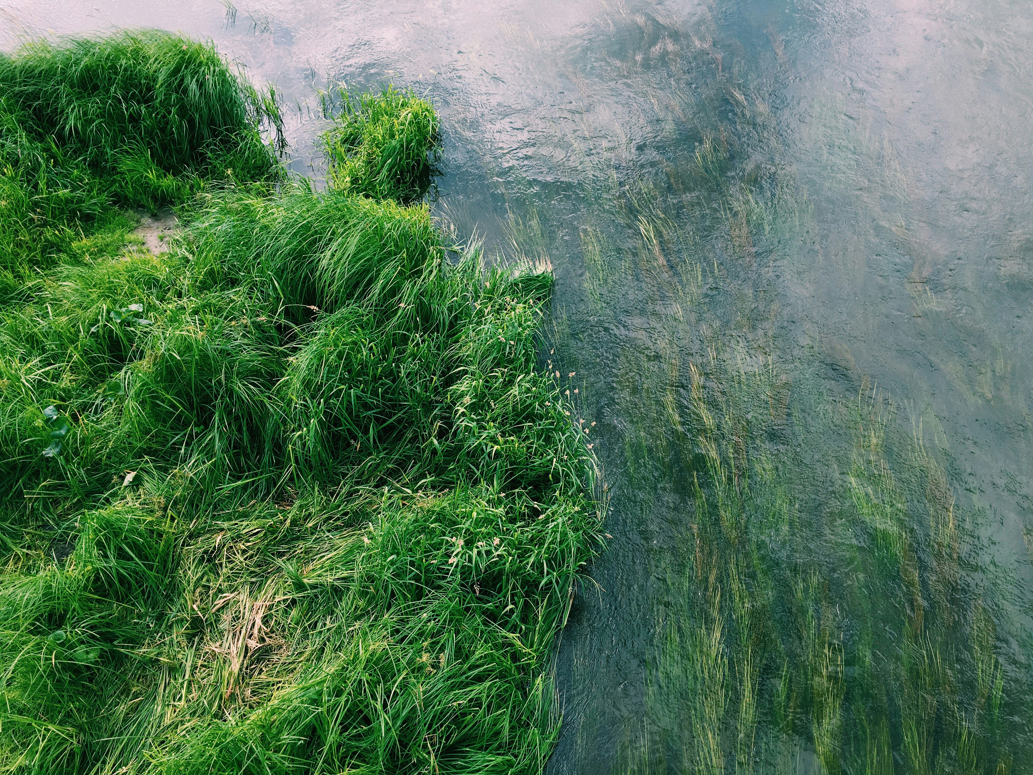 aerial view of green bush beside body of water