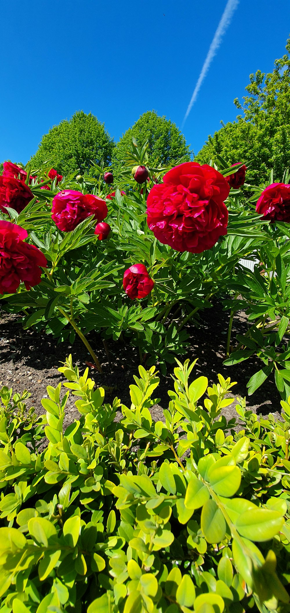 red-petaled flower