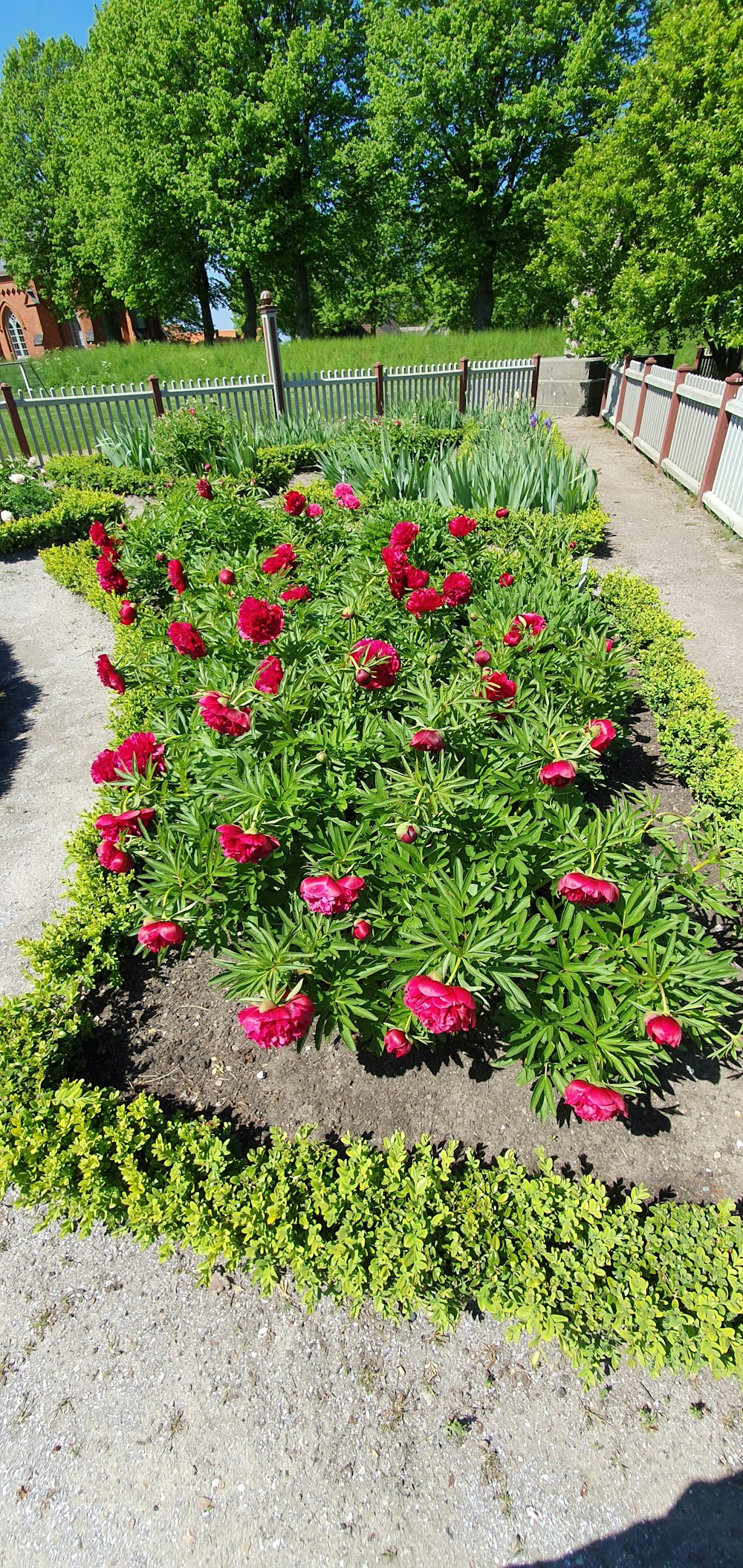 red-petaled flowers in the garden